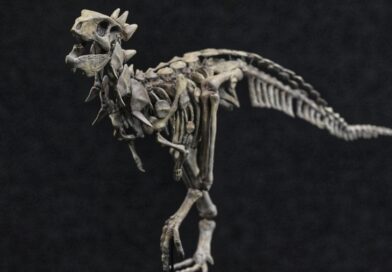 Presentaron a Jakapil, el primer dinosaurio de su tipo encontrado en el Hemisferio Sur