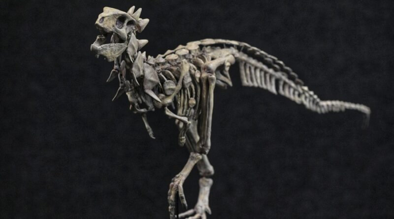 Presentaron a Jakapil, el primer dinosaurio de su tipo encontrado en el Hemisferio Sur