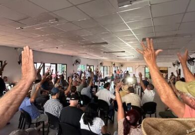 Crisis en la yerba: productores amenazan con el desabastecimiento si no mejoran los precios de la materia prima