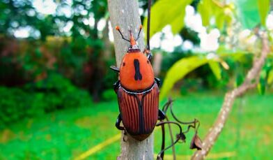 Declararon la emergencia fitosanitaria por la presencia del picudo rojo de las palmeras