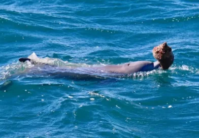 Registraron a una delfín transmitiendo a su cría una técnica de pesca con caracolas gigantes